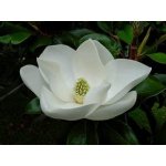 TrigonMedia Magnolia aroma esenciální vonný olej 50 ml – Hledejceny.cz