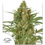 Dutch Passion Snow Bud semena neobsahují THC 3 ks – Zboží Dáma