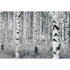 Tapety Komar Vliesová fototapeta Woods rozměry 400 x 270 cm