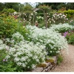 Šater latnatý 'Fairy Perfect' 1 ks – Zboží Dáma