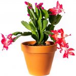 Gardners Schlumbergera mix, průměr 9-10,5 cm Vánoční kaktus – Zboží Dáma