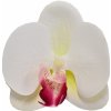 Květina Vazbový Phalaenopsis balení 12 ks, 9x9x3,5 cm, bílo-růžový