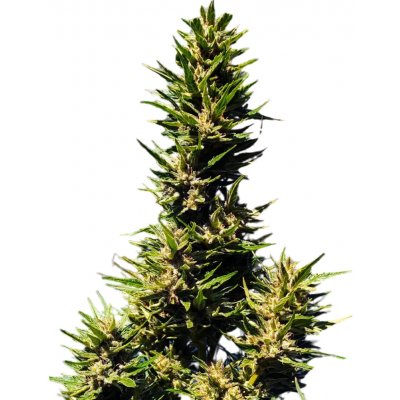 Nuka Seeds Gorilla AUTO semena neobsahují THC 10 ks – Zboží Dáma
