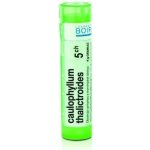 CAULOPHYLLUM THALICTROIDES POR 5CH GRA 1X4G – Hledejceny.cz