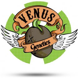 Venus Genetics Afgan Ryder Auto semena neobsahují THC 3 ks
