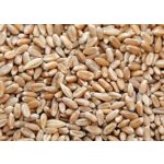 Country Life Pšenice ozimá zrno BIO 1 kg – Zboží Dáma