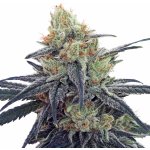 Ace Seeds CBD #1 semena neobsahují THC 1 ks – Zboží Dáma