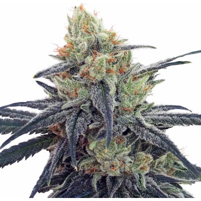 Ace Seeds CBD #1 semena neobsahují THC 1 ks – Zboží Dáma