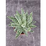 Aloe Humilis Shark mini 7 cm – Zboží Dáma