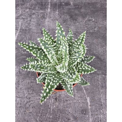 Aloe Humilis Shark mini 7 cm – Zboží Dáma