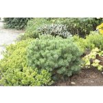 Borovice kleč FloraSelf Pinus mugo 'Mops' výška 15-20 cm květináč 2 l – Hledejceny.cz