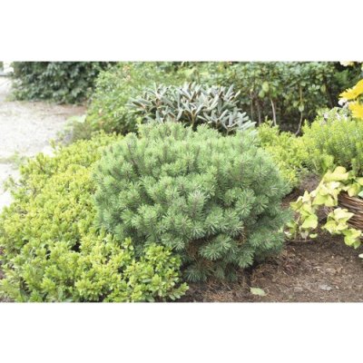 Borovice kleč FloraSelf Pinus mugo 'Mops' výška 15-20 cm květináč 2 l – Hledejceny.cz