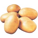 Sadbové brambory BALLERINA rané 5kg – Hledejceny.cz