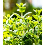 Máta jablečná - Máta egyptská - Mentha rotundifolia - osivo máty - 50 ks – Hledejceny.cz