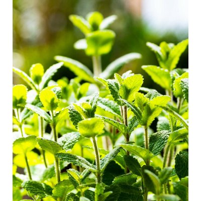 Máta jablečná - Máta egyptská - Mentha rotundifolia - osivo máty - 50 ks – Hledejceny.cz