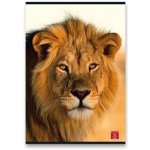 Pigna Školní sešit Animal A5 linkovaný – Hledejceny.cz