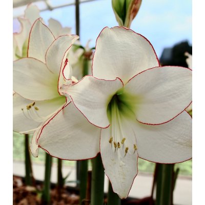 Hvězdník Picotee - Hippeastrum - prodej cibulovin - 1 ks