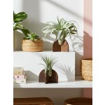 WoodenBotanery Stojan na tilandsii Geo M trojúhelník – Zboží Dáma