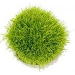 Rotala indica - Kolovka indická – Hledejceny.cz