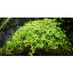 Micranthemum Monte Carlo – Sleviste.cz