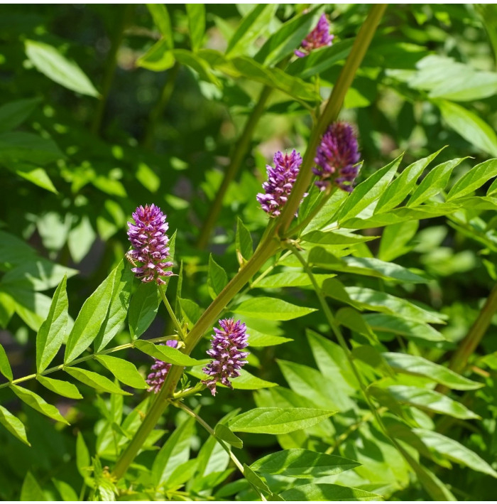 Lékořice lysá - Glycyrrhiza glabra - semena lékořice - 4 ks