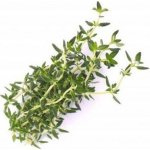 Véritable Lingot Thyme Bio substrát (tymián) (VLIN-A10-THY005) Substrát – Hledejceny.cz