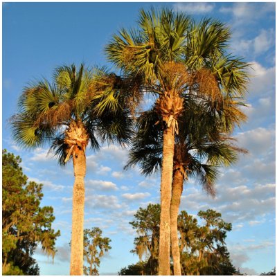 Palma - Washingtonia robusta - semena palmy - 3 ks – Zboží Mobilmania