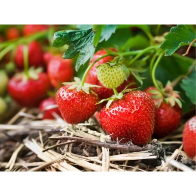 Jahodník 'San Andreas' 12 ks stáleplodící Sazenice: Frigo sadba "A" standard 12 ks – Zboží Mobilmania