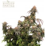 Seedstockers Mandarin Panties semena neobsahují THC 3 ks – Zboží Dáma