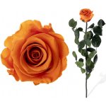 Stabilizovaná růže - oranžová – Zboží Mobilmania