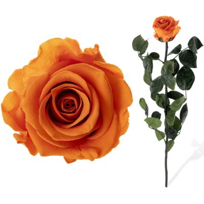 Stabilizovaná růže - oranžová – Zboží Mobilmania