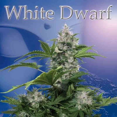 Buddha Seeds White Dwarf Auto semena neobsahují THC 1 ks