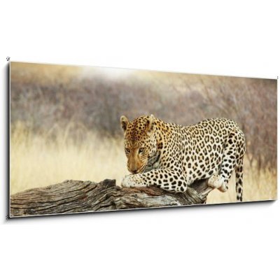 Skleněný obraz 1D panorama - 120 x 50 cm - Leopard leopard africa africký