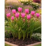 Kurkuma 'Pink Wonder' 1 ks – Zboží Dáma
