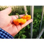 Squash Jamaican Yellow – Zboží Dáma