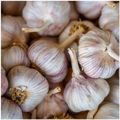 Sadbový česnek Bjetin - Allium sativum - paličák - prodej cibulí česneku - 1 balení – Zboží Dáma