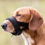 Trixie nylon náhubek podložený L 18 - 30 cm – Zboží Dáma