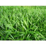 Lilaeopsis novea zelandia - Liliovníček novozélandský – Zboží Dáma