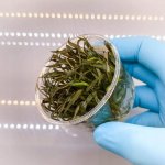 Cryptocoryne x purpurea – Hledejceny.cz