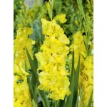 Mečík 'Charisma' 5 ks Velikost cibulí: 8/10 – Hledejceny.cz