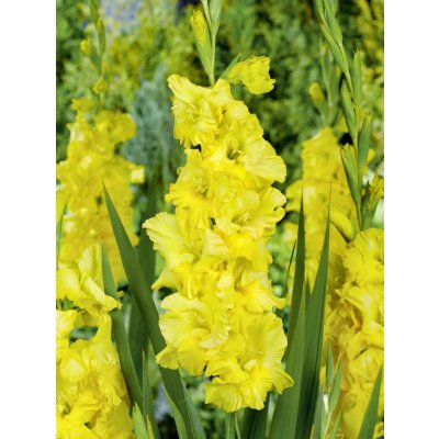 Mečík 'Charisma' 5 ks Velikost cibulí: 8/10 – Hledejceny.cz