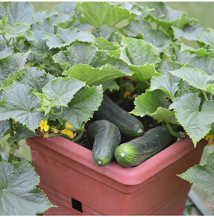 Okurka salátová do květináče Bush Champion - Cucumis sativus - semena okurky - 8 ks