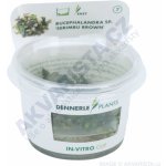 Bucephalandra spec. Serimbu Brown – Zboží Dáma