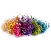 Květina Sušený / stabilizovaný nevěstin závoj pro suché i mokré aranžování - 5 fialová