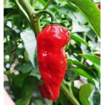 Dorset Naga – Zboží Mobilmania