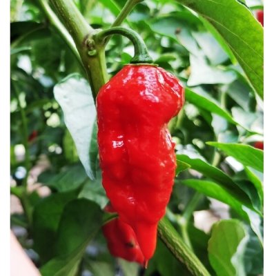 Dorset Naga – Zboží Mobilmania