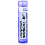 CAULOPHYLLUM THALICTROIDES POR 30CH GRA 1X4G – Hledejceny.cz