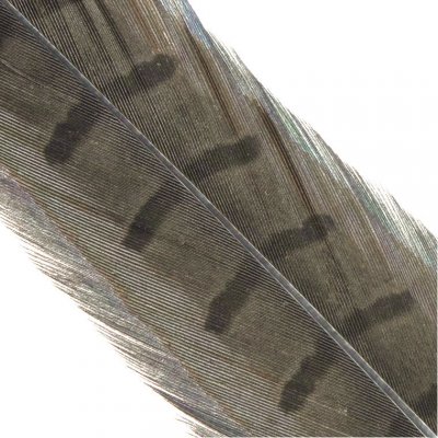 Hends Ocasní Pero z Bažanta Pheasant Tail Henon Grey – Hledejceny.cz
