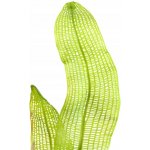 Aponogeton madagascariensis - Kalatka mřížovitá – Zboží Dáma