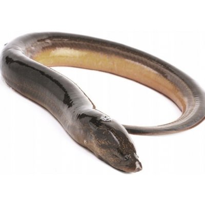 O-fish Vakuovaný úhoř 1 kg – Zboží Dáma
